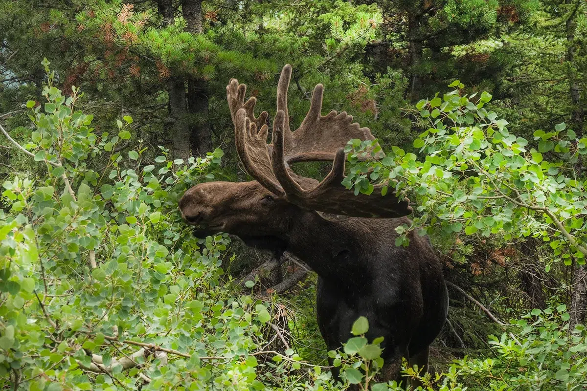 Chasse à l'orignal en territoire exclusif