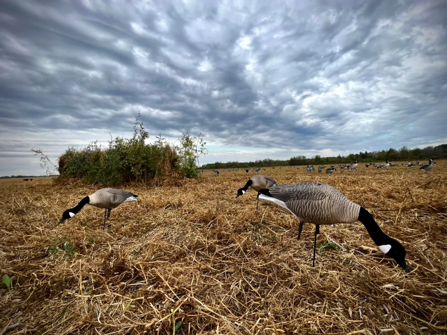 Chasse aux oiseaux migrateurs en Saskatchewan — 12