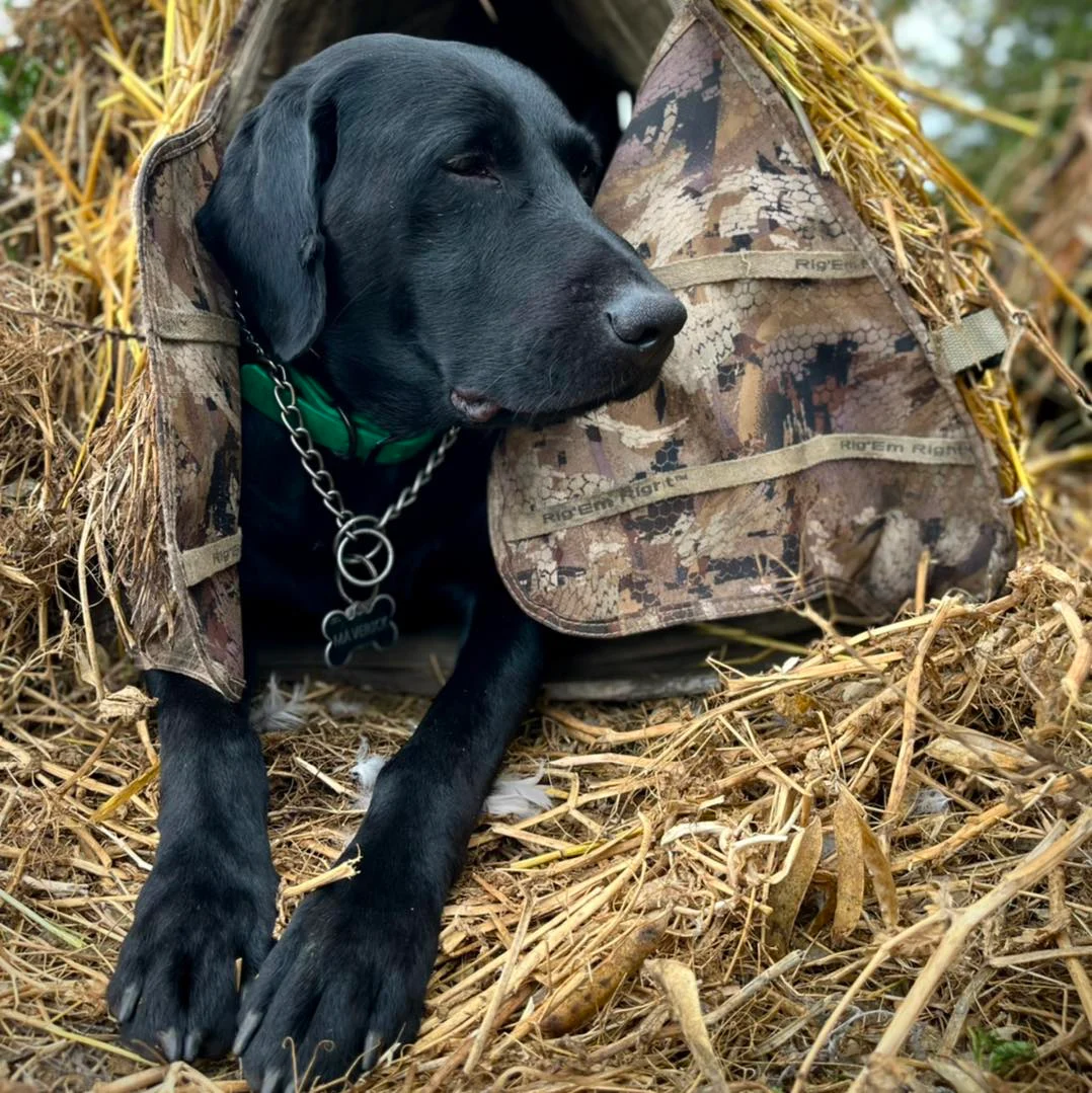 Chasse aux oiseaux migrateurs en Saskatchewan — 2