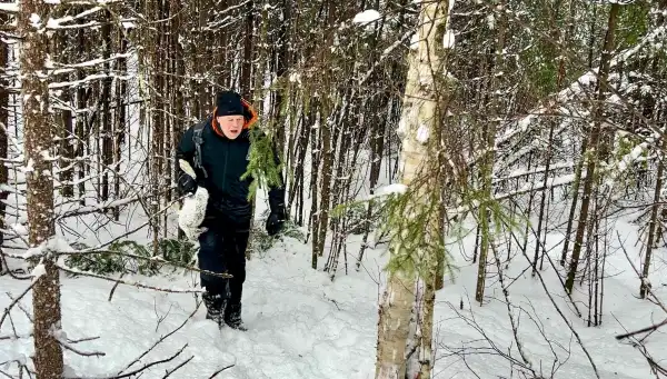 Colleter le lièvre au Québec : cinq jours dans le vrai bois des Hautes-Laurentides